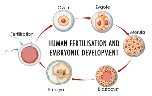 Trans Vaginal Oocyte Retrieval
